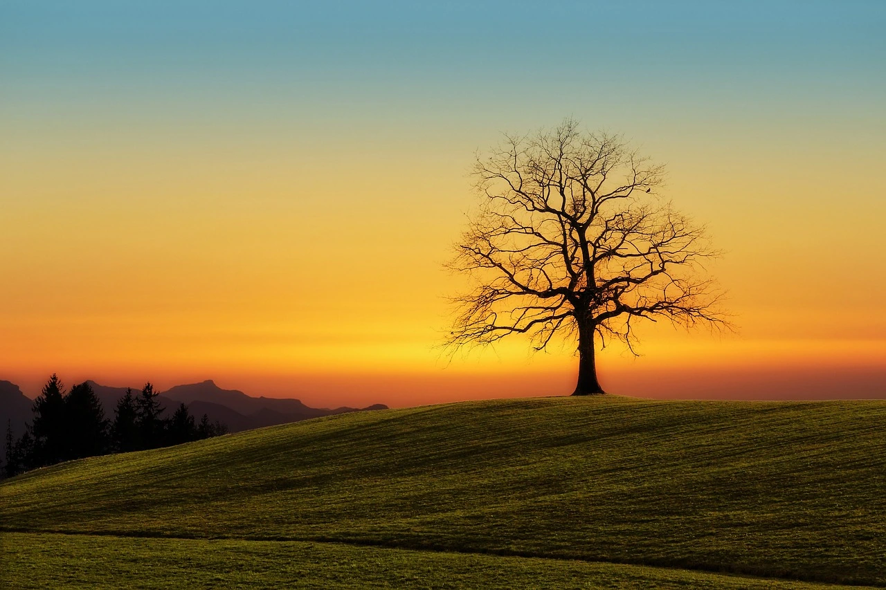 Finding Inspiration in Nature