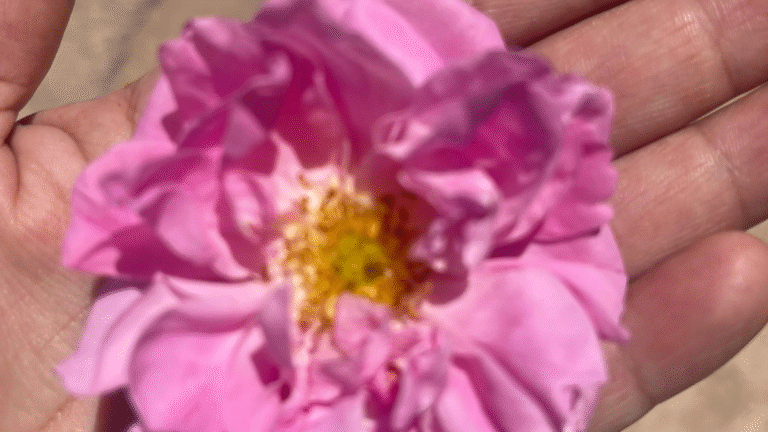 Anti-Stress Medicinal Plant
