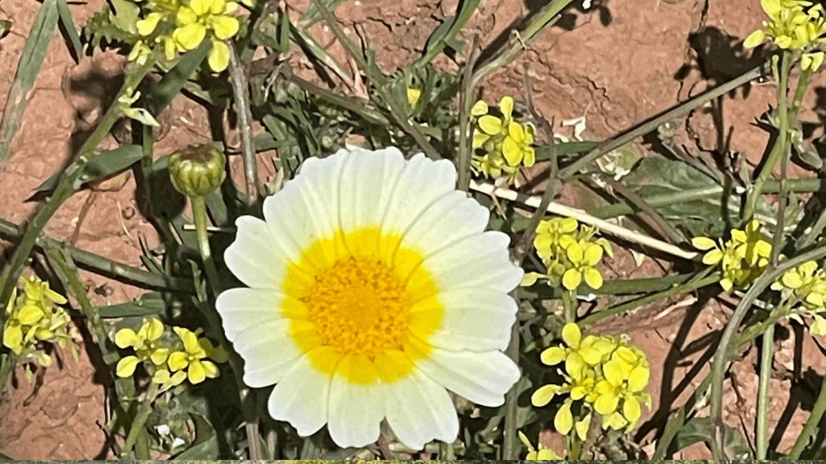 Natural Stress Relief Try Herbal Remedies Like Chamomile And 