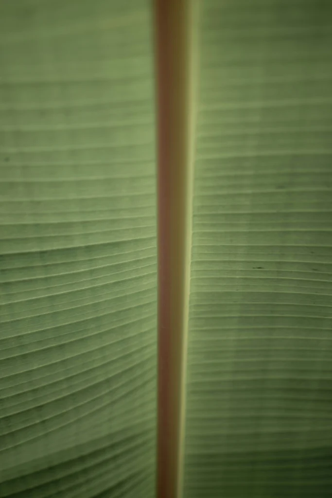 green and brown curtains
