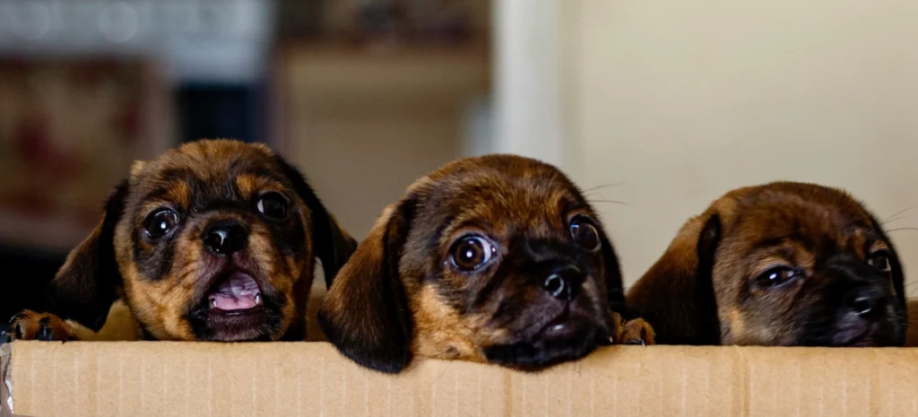 Pugalier Breed: 7 Reasons This Adorable Dog Is Perfect for Families