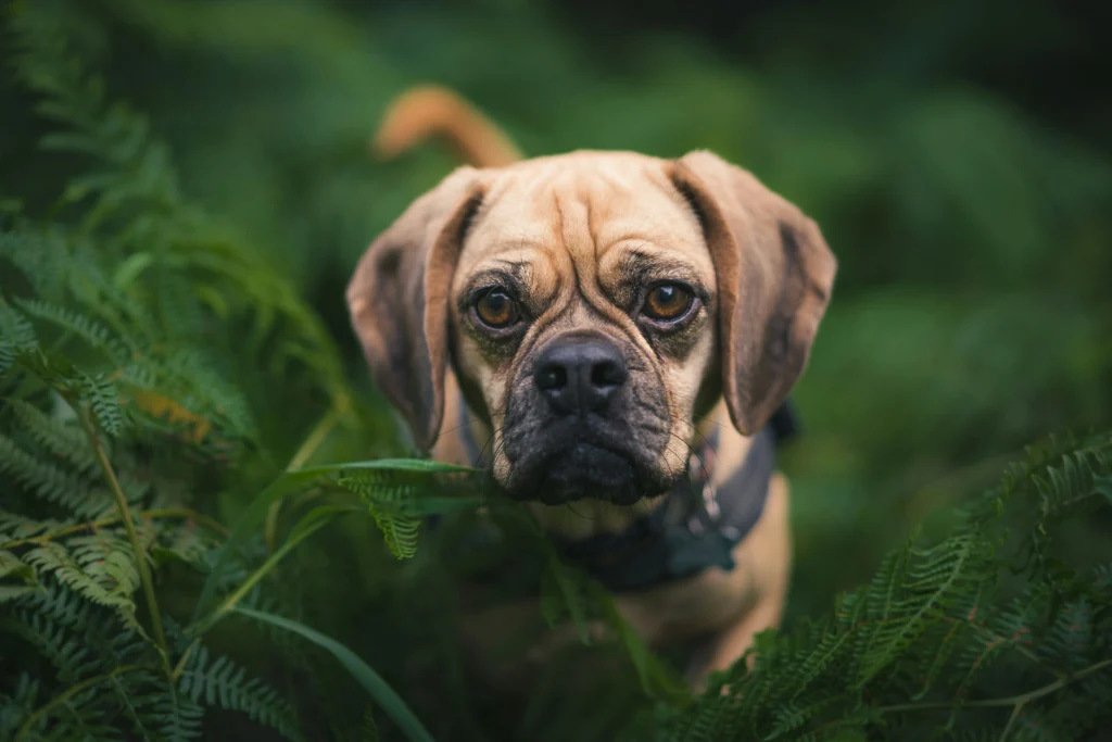 Pugalier Breed
